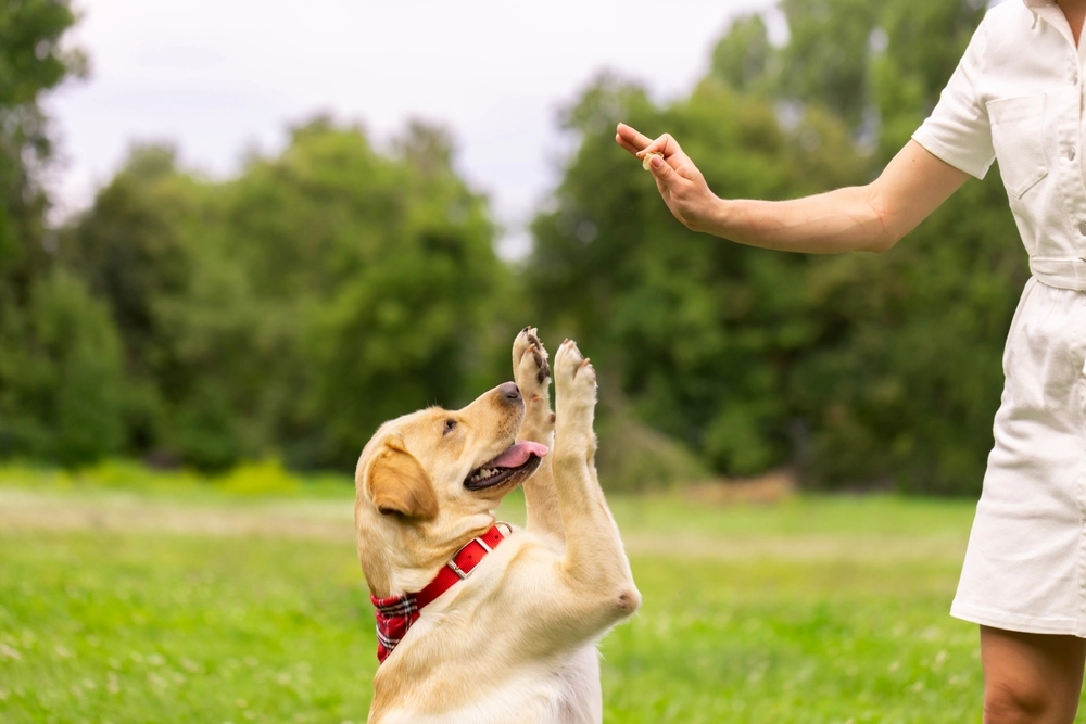 Labrador Retriever dog getting treat / hund får godbid