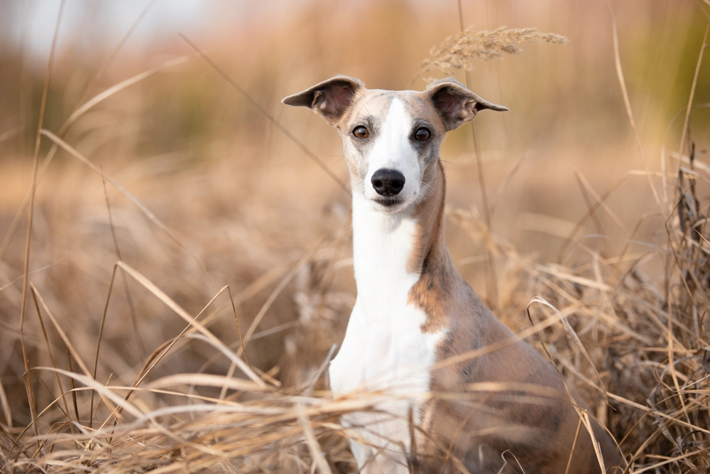 Whippet dog