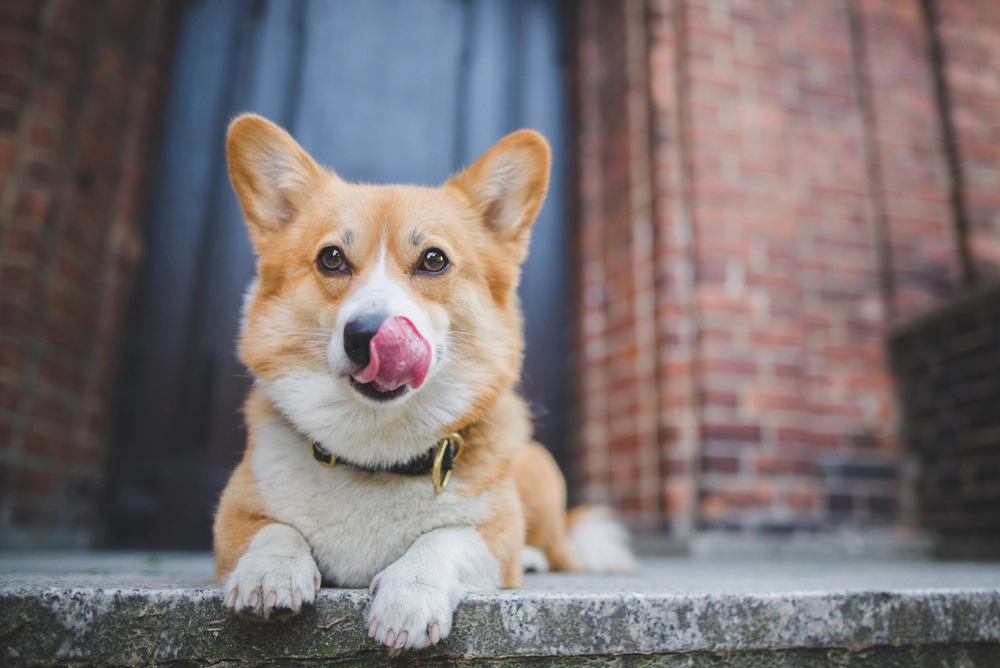 Corgi