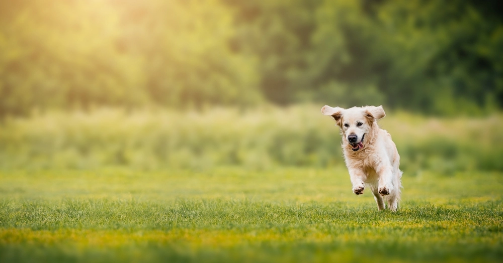 Golden retriever