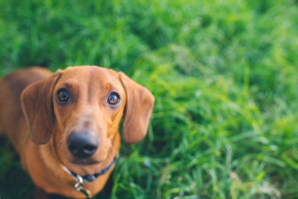 Daschund