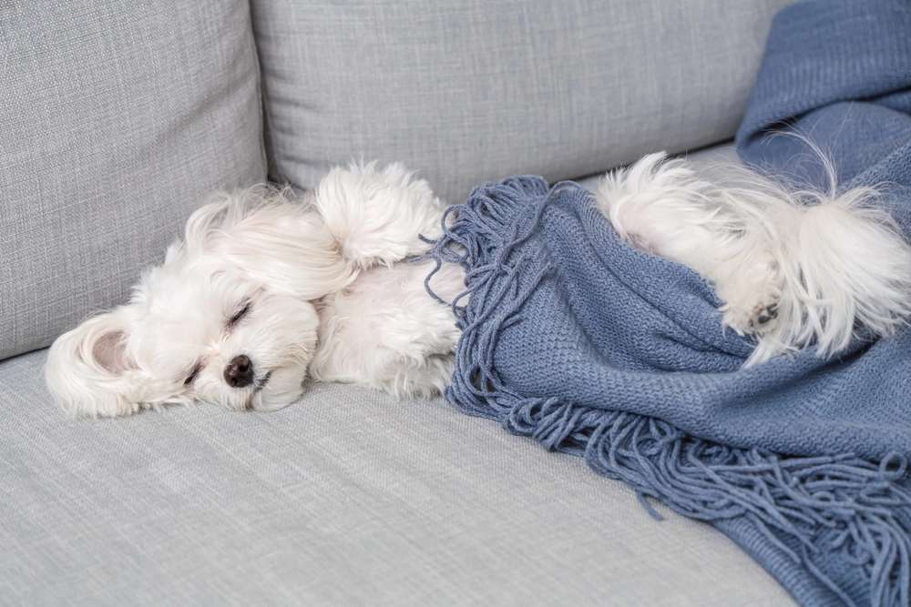 Du tror att din hund älskar det här – men experter varnar