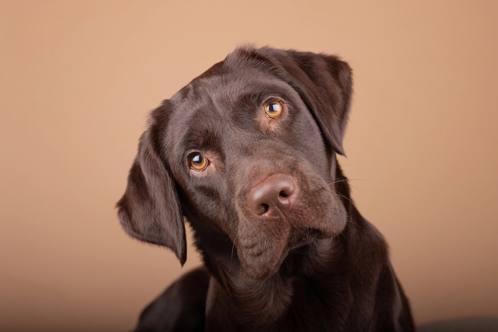 Labrador brown