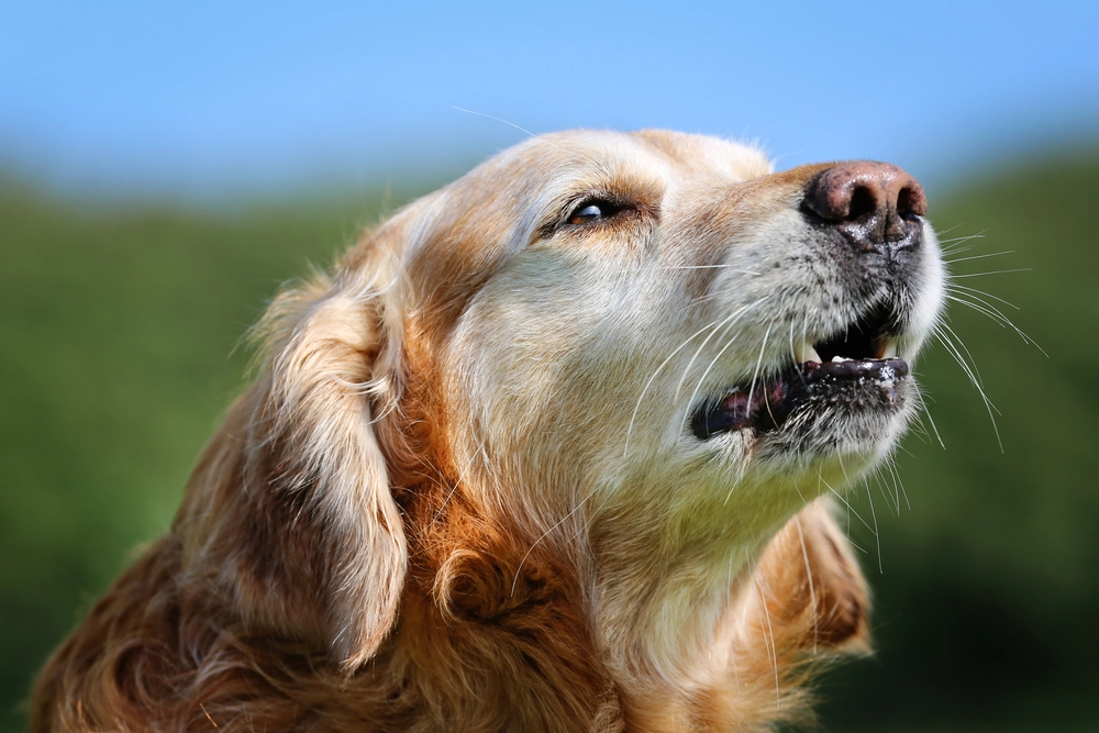 Golden retriever