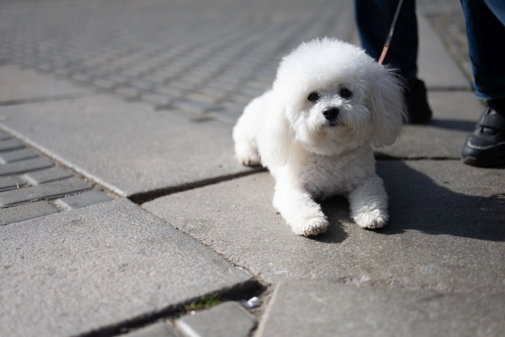 Bichon