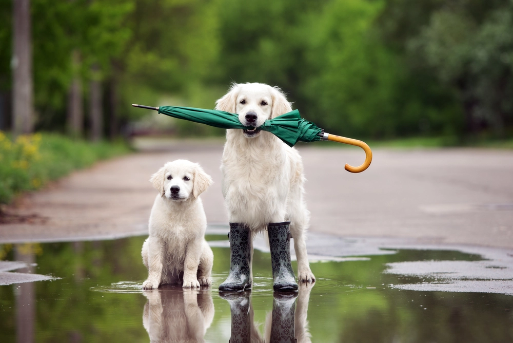 Golden retriever