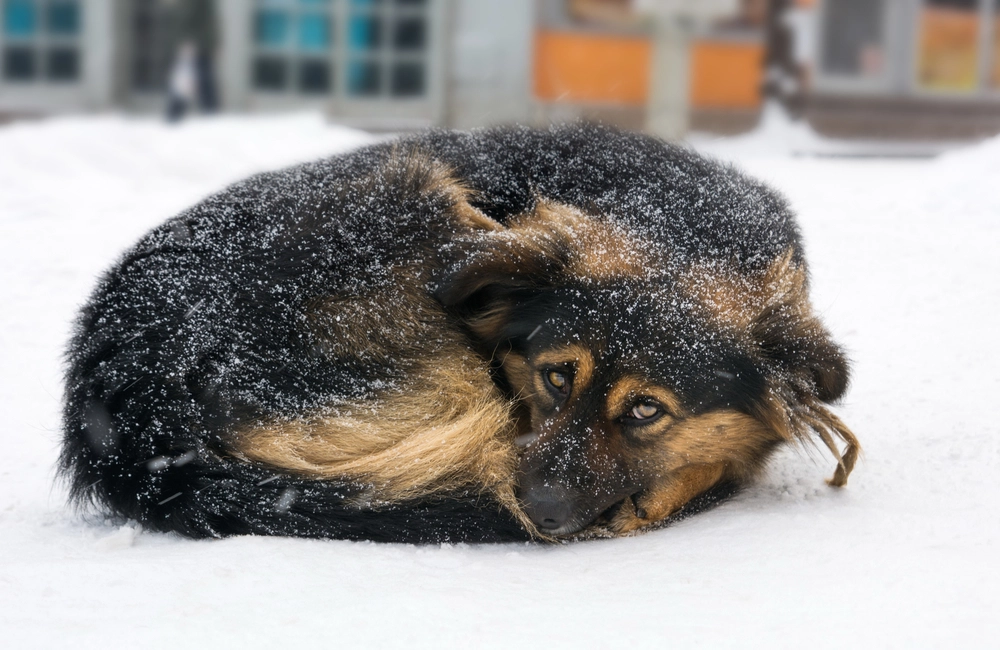 Mixed breed dog in snow