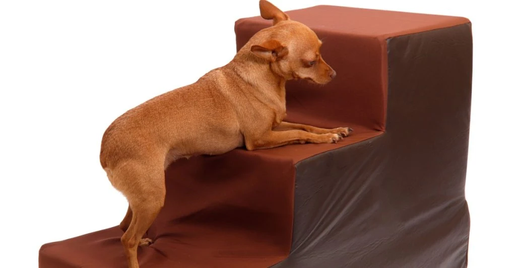 dog,stairs,hund,trappe