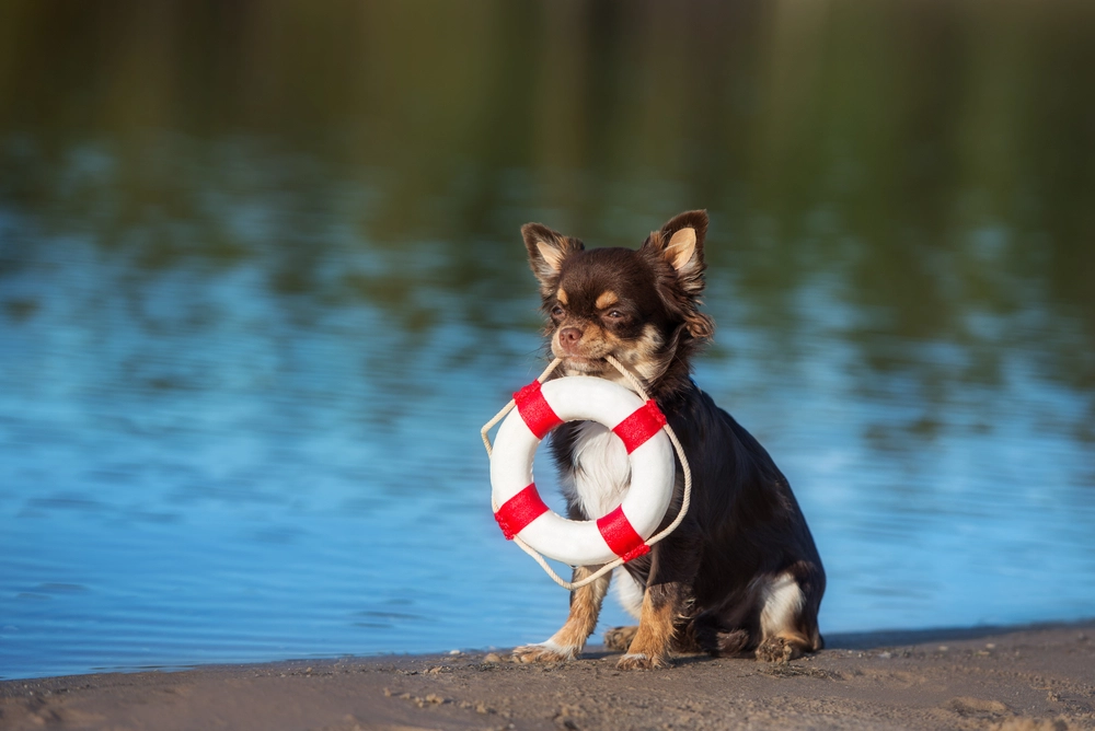 Adorable dog