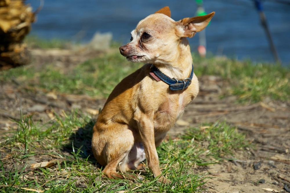 Chihuahua