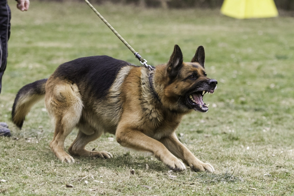 German Shepherd