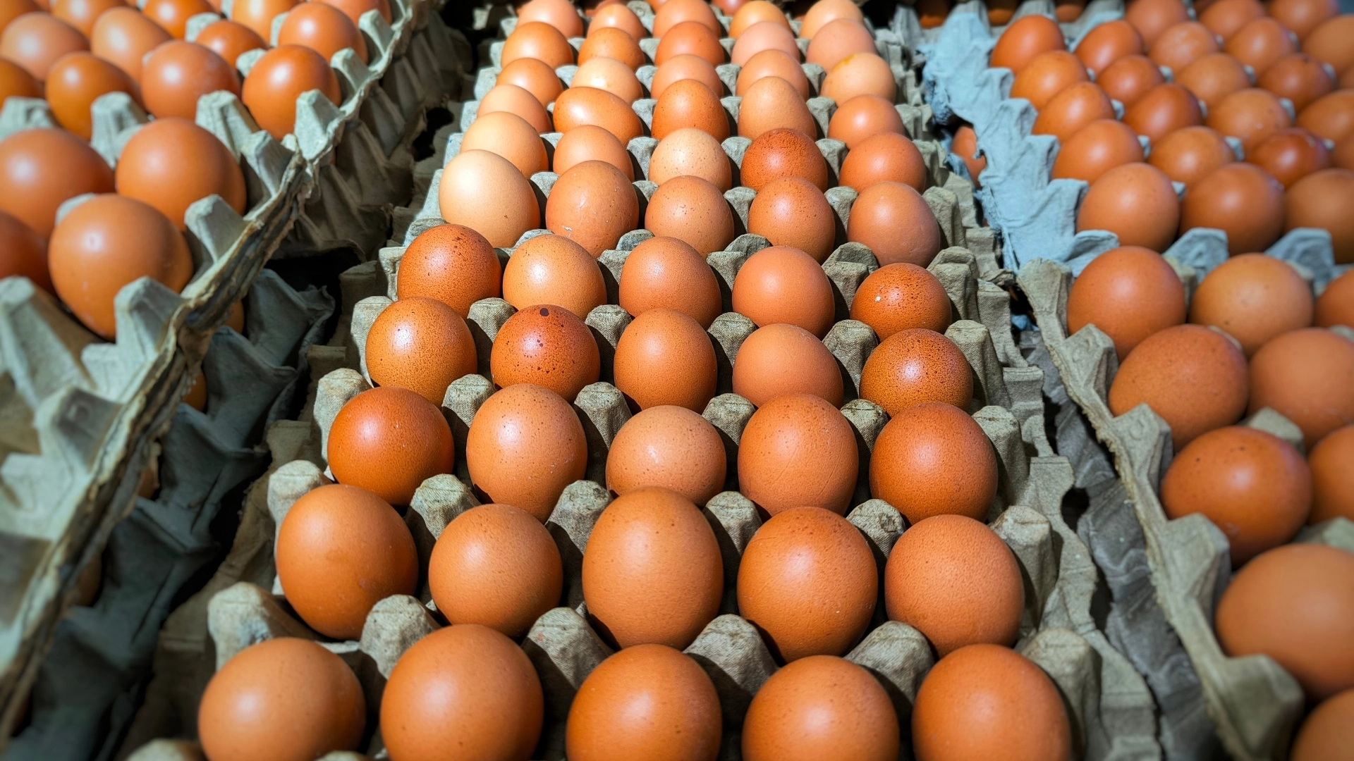 eggs