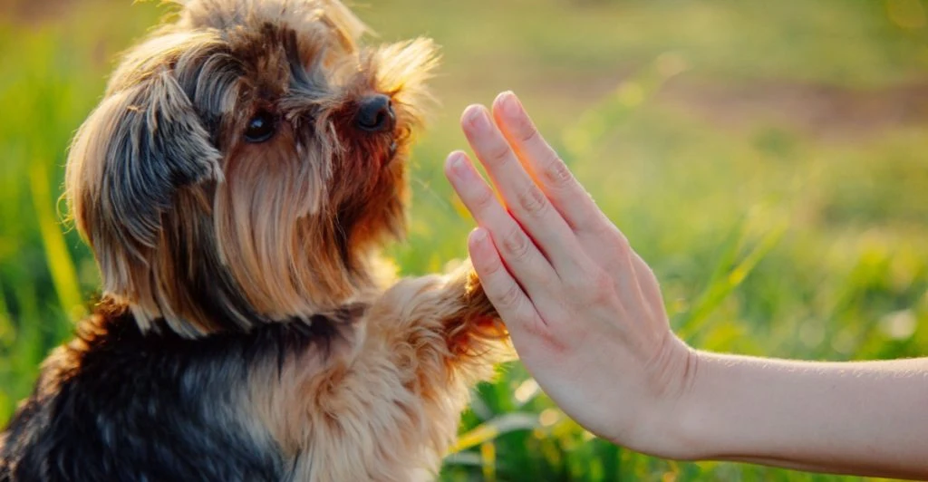 Hund / dog