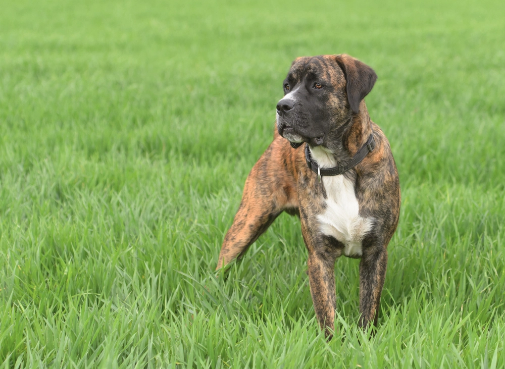 Male,Crossbreed,Dog,Of,Labrador,And,Boxer