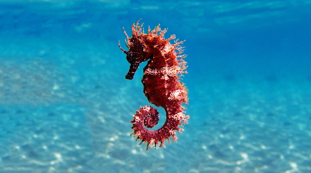 Seahorse / søhest / ocean / havet