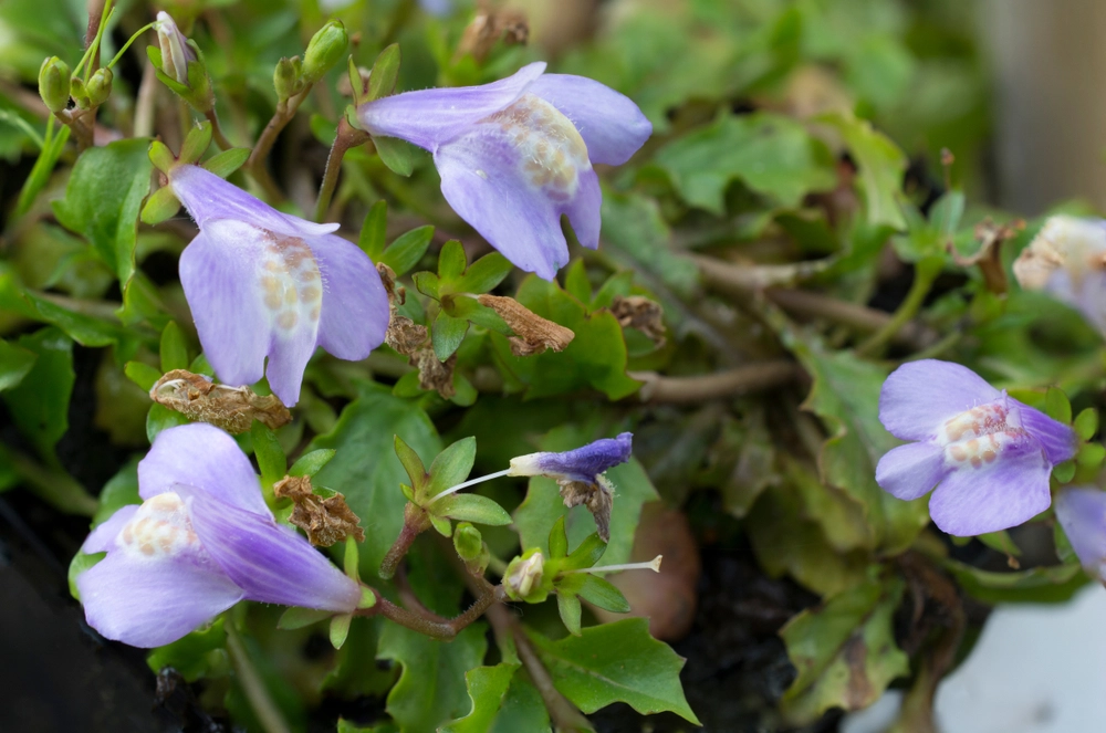 Creeping Mazus