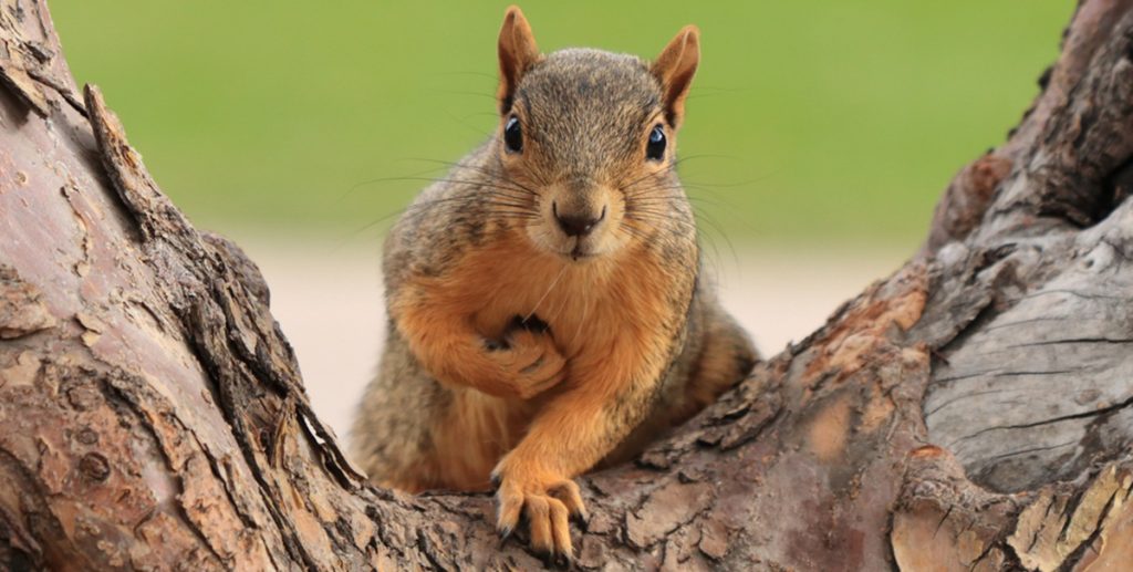Squirrel, Egern,