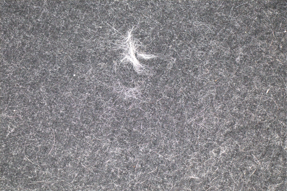 pels,tæppe,Cat,Fur,Stuck,On,Black,Rug.,Background,Texture.,Close,Up