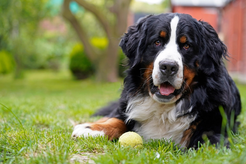 Bernese,Mountain,Dog,Lying,On,The,Grass,In,The,Garden,