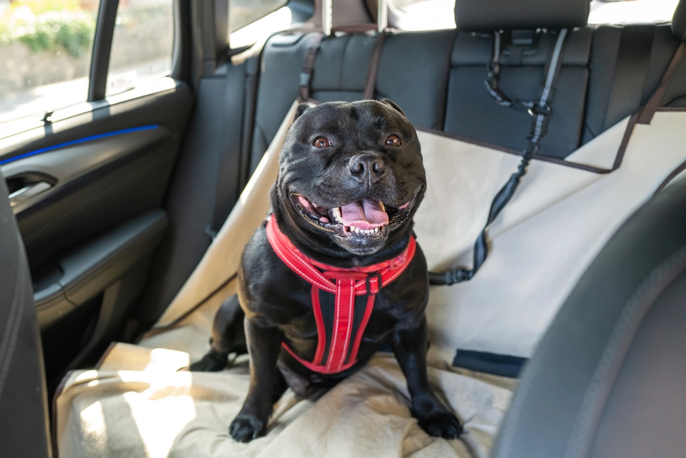 Staffordshire Bull Terrier