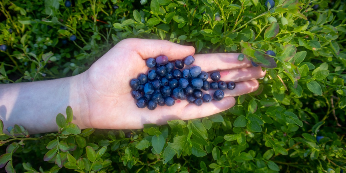 Blueberries, Heidelbeeren, Blåbær