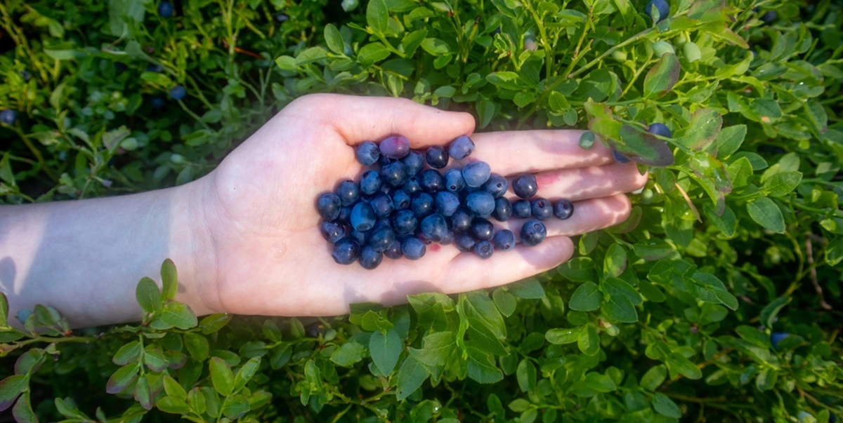 Blueberries, Heidelbeeren, Blåbær