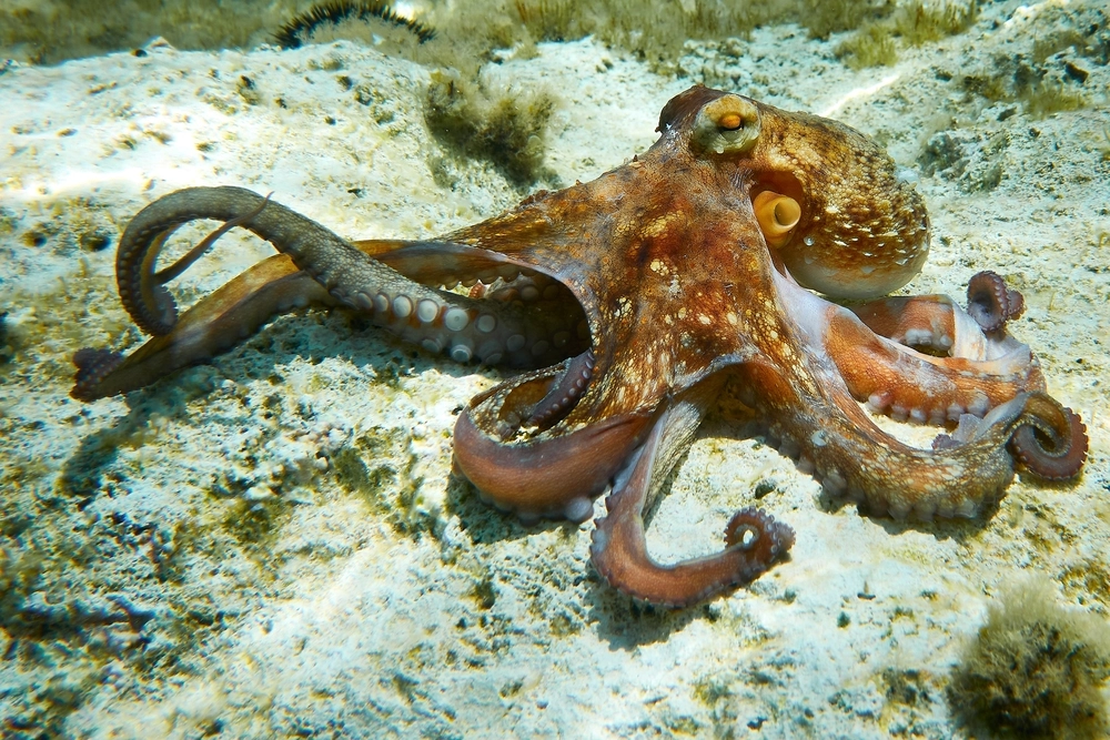 Octopus squid / blæksprutte / havdyr / sea