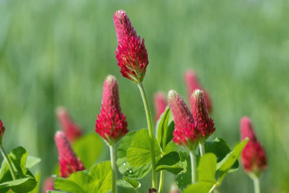 Blooming,Crimson,Clover,(trifolium,Incarnatum).