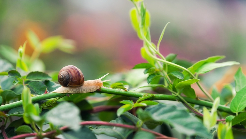 Snail / snegl