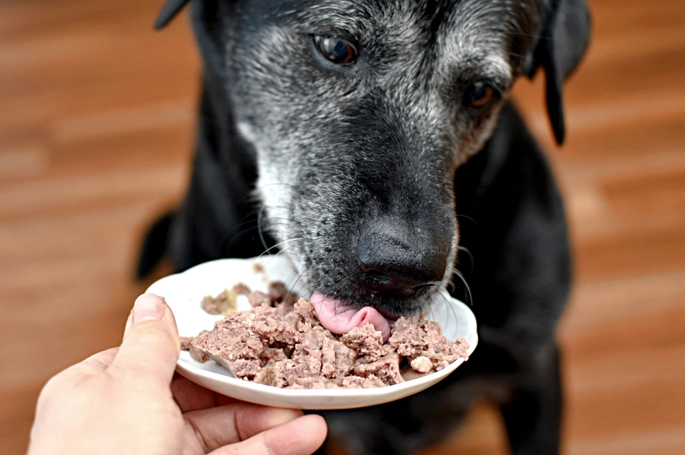 Dog,Eating,hund,spiser