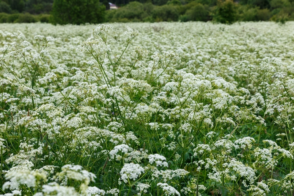 Almindelig røllike Achillea,Millefolium,Or,Common,Yarrow.,Achillea,Millefolium,Flowers,In,Summer