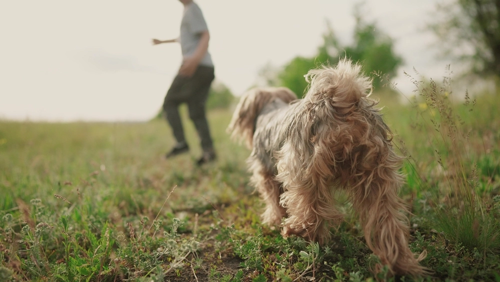 Dog,Run,hund,går
