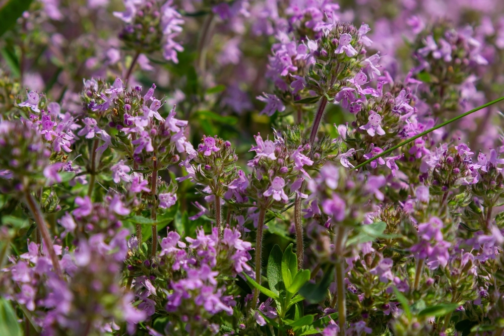 ,Fragrant,Thymus,Serpyllum,,Breckland,Wild,Thyme,,Creeping,Thyme,,Or