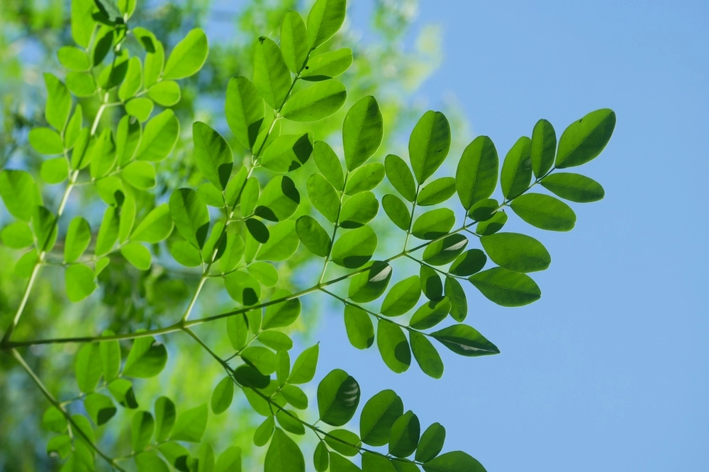 Moringa,leafs,blade