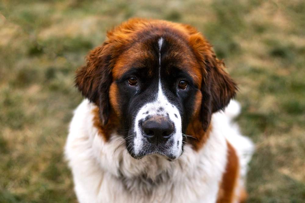 St,Bernard,Dog,Looking,Into,The,Camera