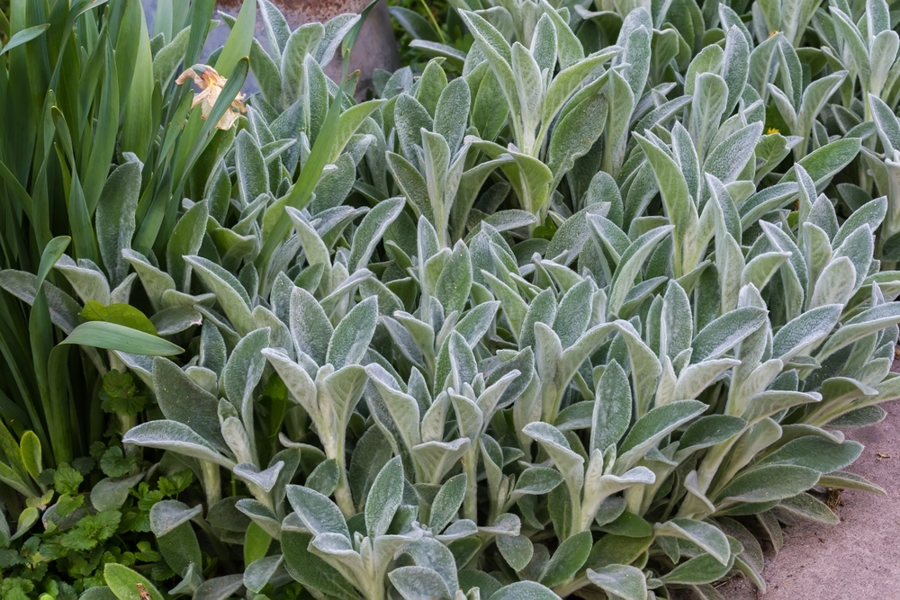 Bushes,Of,The,Stachys,Byzantina,,Also,Known,As,Lamb's-ears,With