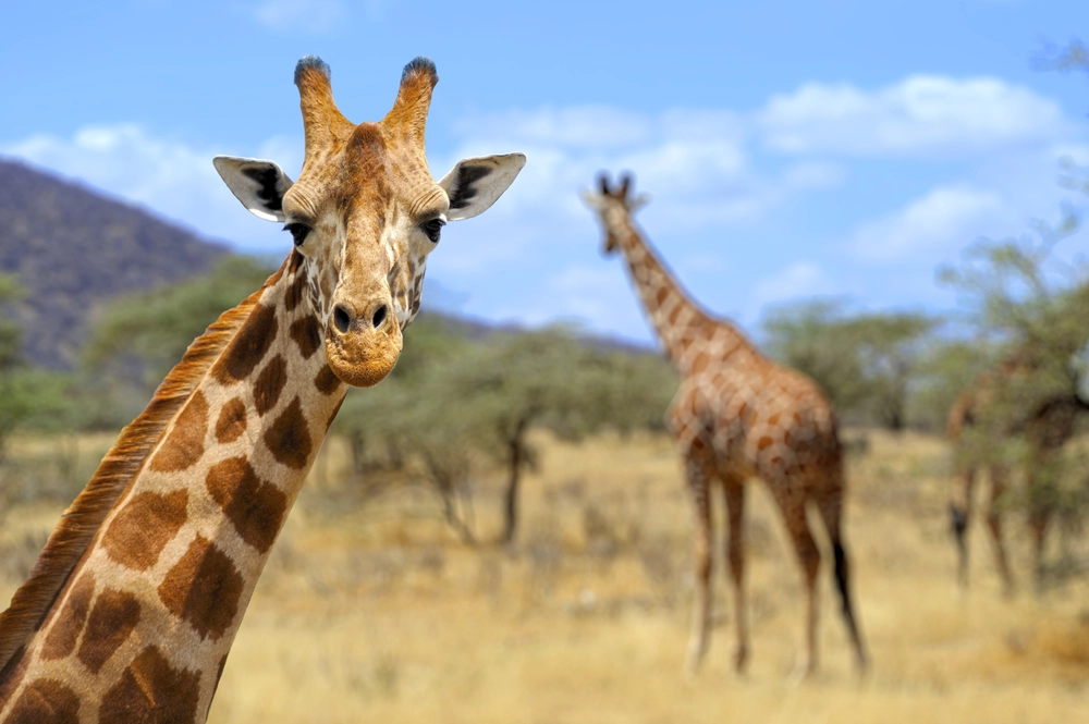 Giraffe / giraf