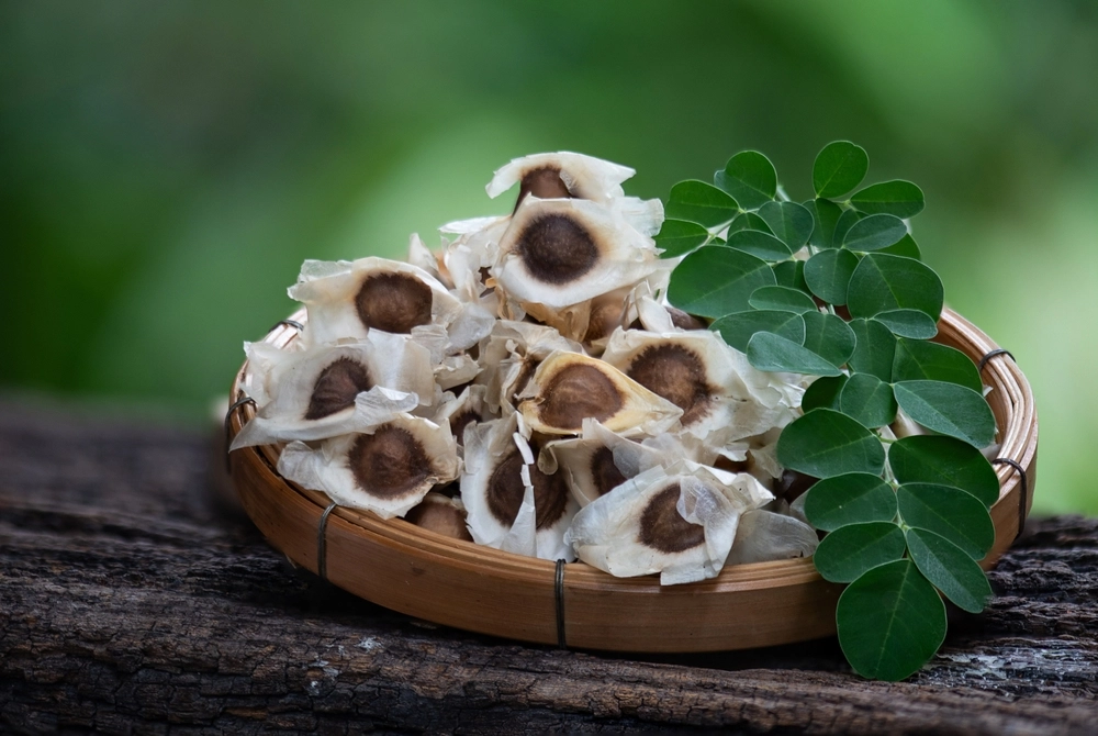 Moringa,Dried,Seeds,leafs,tøret,frø,blade