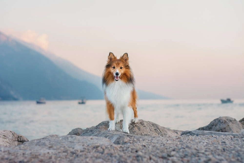 Beautiful,Red,Sheltie,Standing,At,Lake,Garda,Beach,During,Amazing, Shetland Sheepdog,