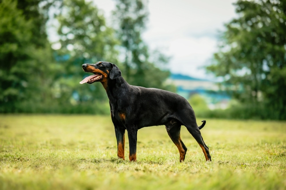 Dobermann,Outdoor,Photography,Black,Dog,Portrait