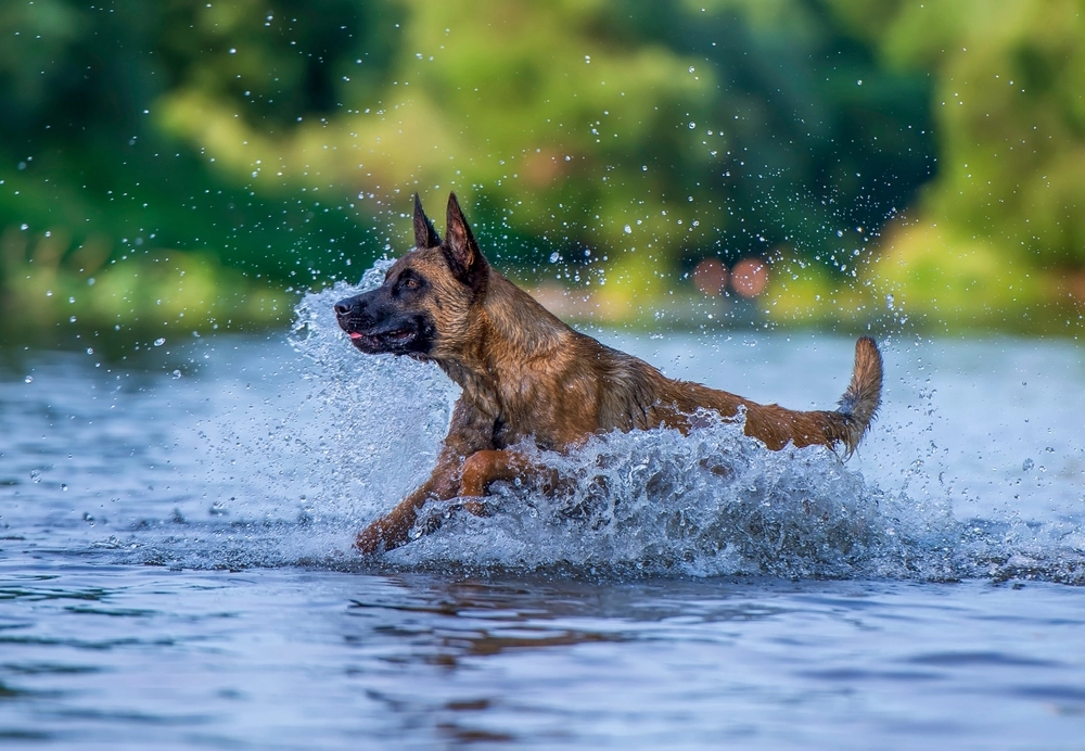 Belgian Malinois,Running,In,The,Water,With,Splashes,Of,Water,In