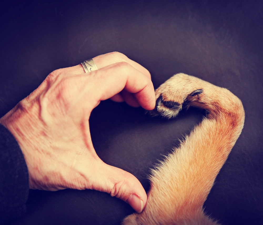 Person,And,A,Dog,Making,A,Heart, hund, mennesker, hjerte