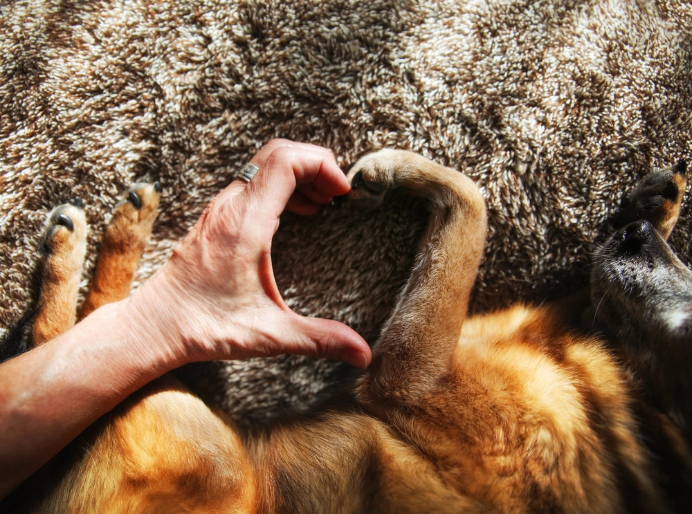 A,Person,And,A,Dog,Making,A,Heart, hund, hjerte