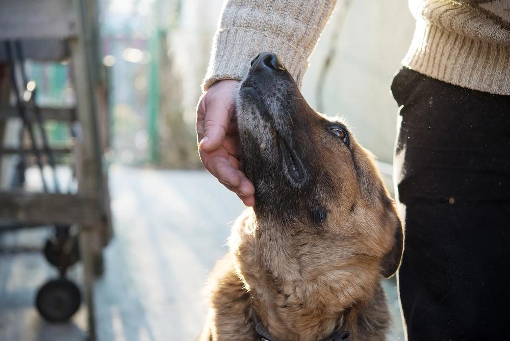 Man,German,Shepherd,Dog, mand,hund