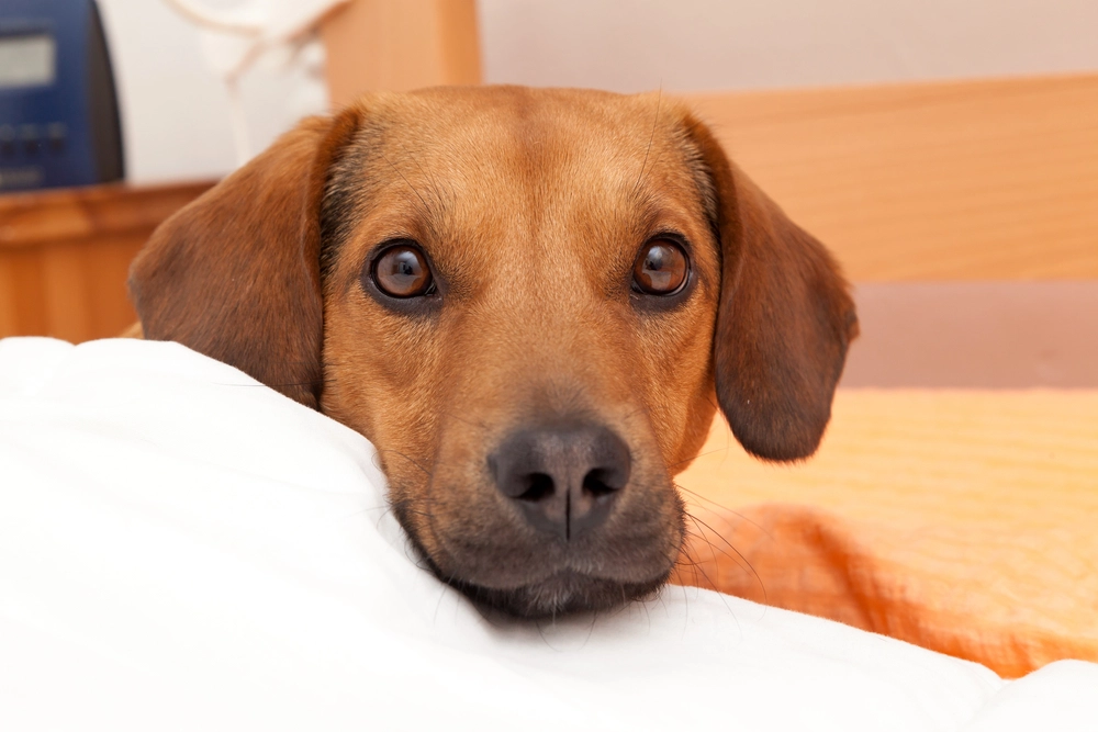 Dog / Hund / laying / ligger / seng / bed