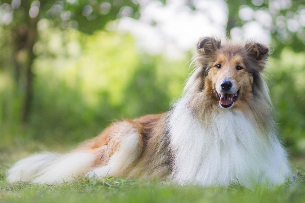 Cute,Gold,Rough, Border Collie,With,Long,Hair,Lies,At,Grass,