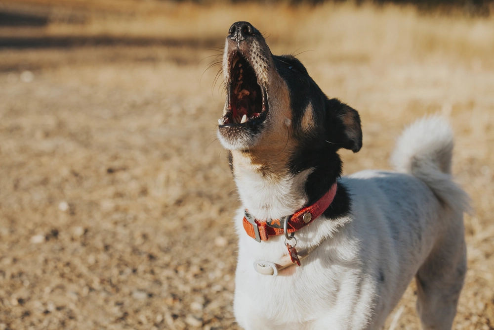 Hund gør / dog barking / howling