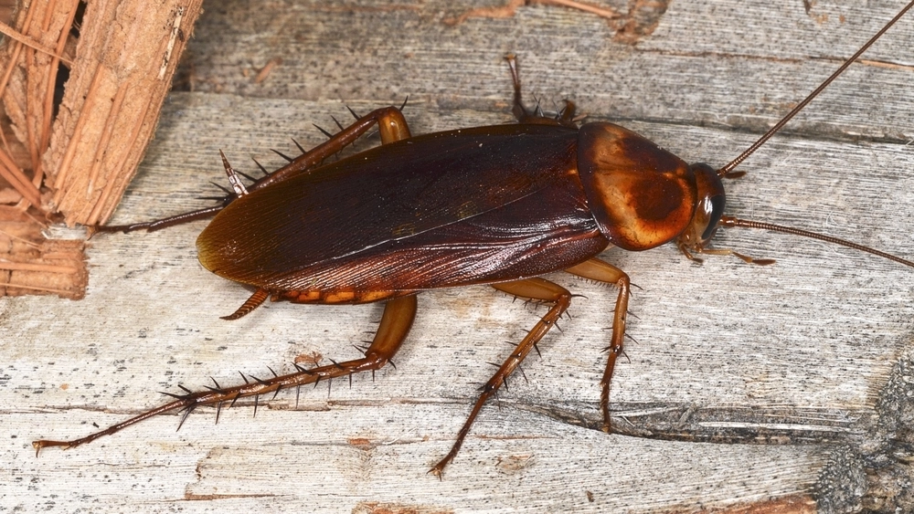 Cockroach kakkelak