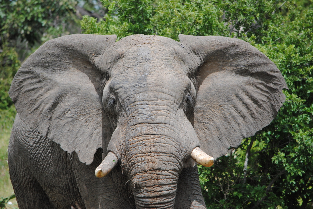 elefant elephant africa afrika