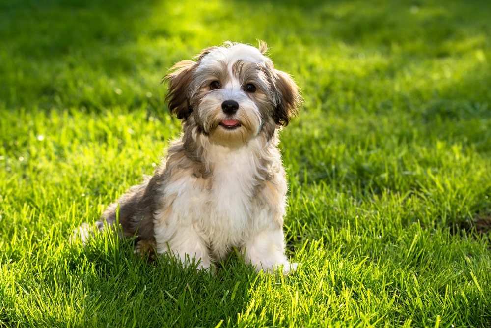 Happy,Little,Havanese,Puppy,Dog,Sitting,In,The,Grass,And, Havaneser